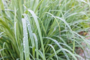 Lemongrass leaf in morning with drop of meadow
