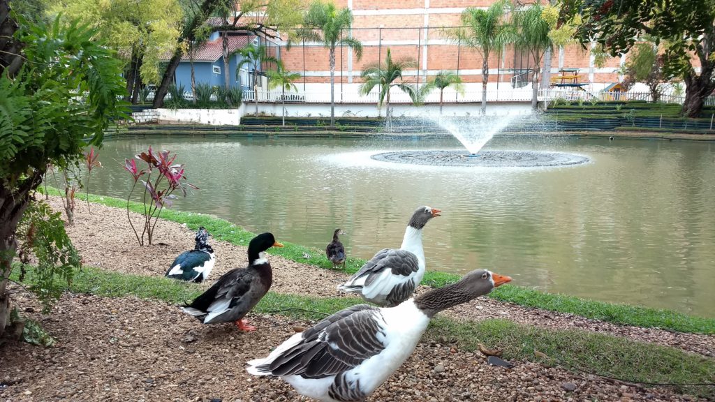 Patos e gansos à beira de um lago com chafariz, cercado por árvores e vegetação urbana, próximo ao Arroio Dilúvio.