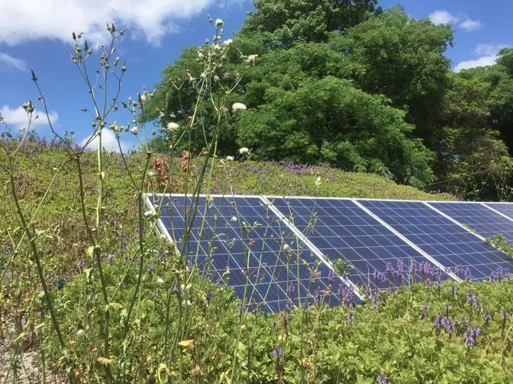 Fotografia em ângulo baixo de painéis solares instalados em meio a uma densa vegetação rasteira com flores roxas e plantas silvestres. Ao fundo, árvores verdes e céu azul com nuvens. Representa a integração entre energia renovável e infraestrutura verde.