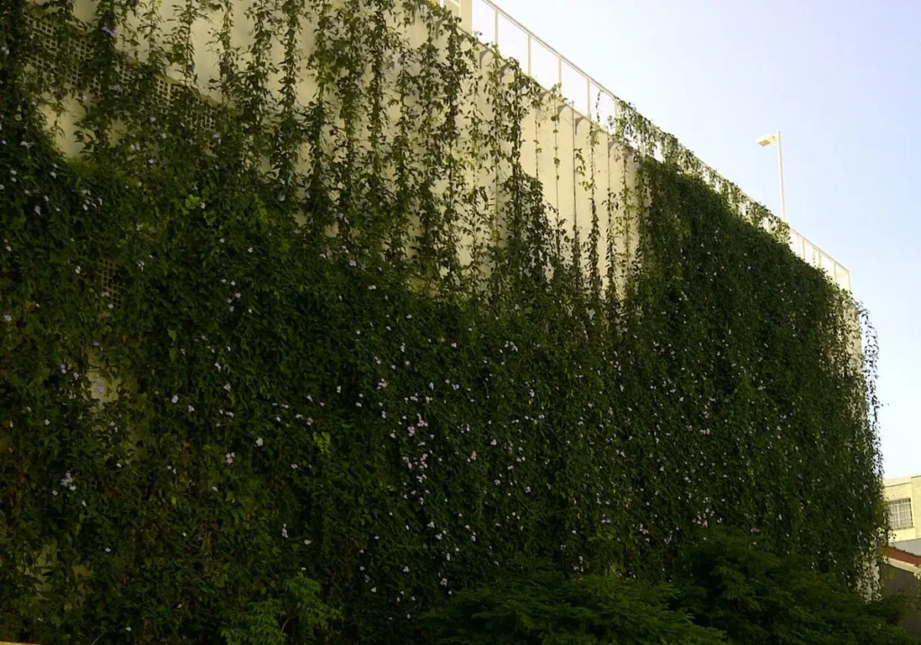 Detalhe em plano fechado da cortina verde do Brise Vegetal Trepadeira da Ecotelhado. A folhagem densa com pequenas flores roxas cobre extensamente a parede clara do edifício, ilustrando como o sombreamento vertical atua como barreira bioclimática ativa contra a radiação solar direta.
