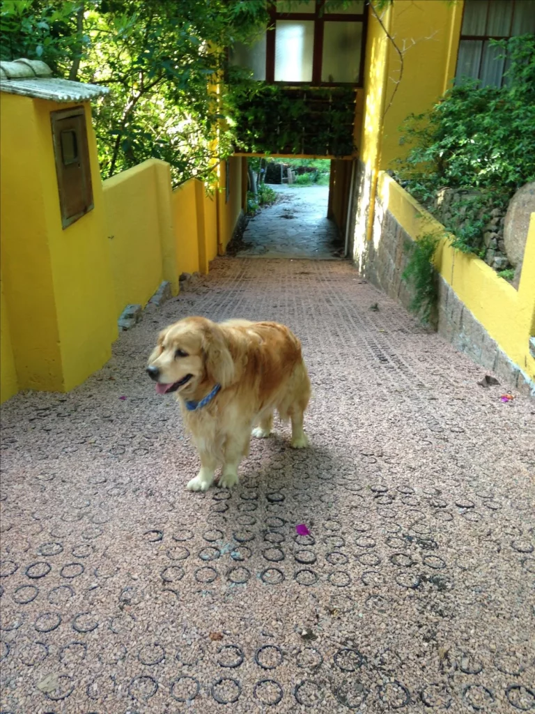 Fotografia em plano médio mostrando uma rampa de acesso residencial revestida com o sistema de Ecopavimento. No centro do primeiro plano, um cachorro de grande porte da raça Golden Retriever, de pelagem dourada e longa, usa uma coleira azul e está em pé olhando para a esquerda. O piso da rampa exibe em detalhes a estrutura plástica preta vazada em formato de círculos integrados, preenchida com pedriscos finos de tonalidade bege e rosada, estendendo-se rampa acima em direção a uma passagem sob o edifício.
As laterais da rampa são delimitadas por muros de contenção pintados em amarelo-vivo. O muro à direita possui uma base revestida de pedras rústicas de onde brotam pequenas folhagens verdes e plantas ornamentais. Ao fundo, no topo da rampa, o caminho passa por baixo de um pavimento superior da edificação — onde é visível um jardim vertical instalado como guarda-corpo — e leva a uma área externa iluminada pela luz do dia e cercada por árvores densas. A imagem demonstra na prática as aplicações residenciais e em vias internas de condomínios citadas no artigo, provando como o sistema gerencia as águas pluviais localmente com alta performance estética e estrutural em declividades.