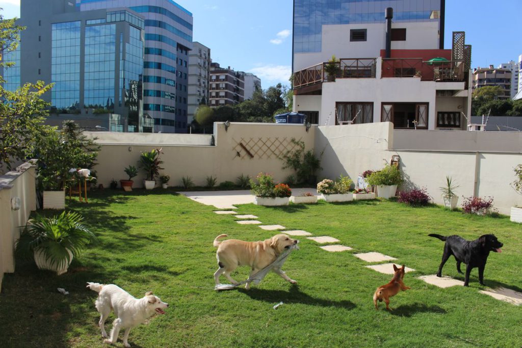 Quatro cães correm e brincam alegremente em um pátio com gramado verde e espaçoso em meio à metrópole. Ao fundo prédios envidraçados se estendem em contraste com o céu azul.