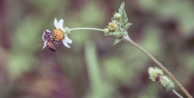 abelha e margarida no jardim