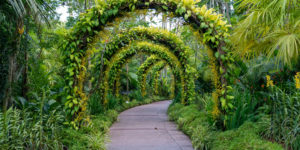 Imagem de arcos verdes para simbolizar o que é paisagismo