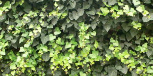 plantas-muro-com-jardim