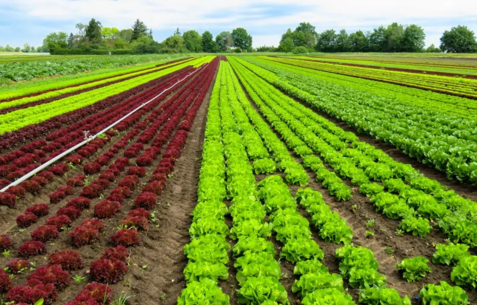 horta-agricultura-urbana-1