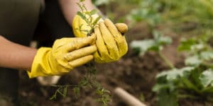 mãos-luvas-terra-reciclagem-de-lixo-organico