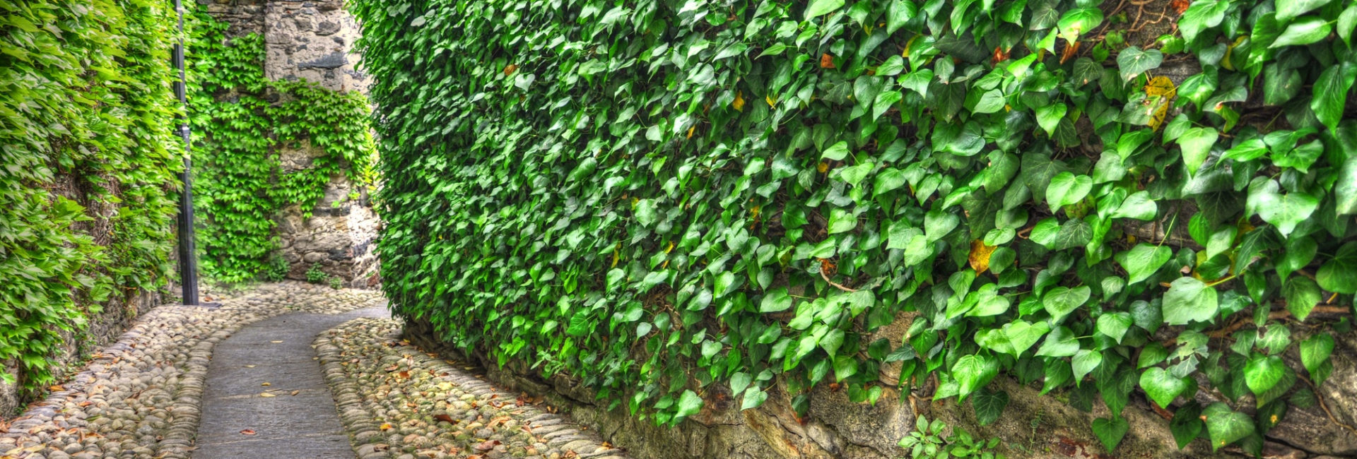 Imagem de uma parede verde para simbolizar parede verde natural