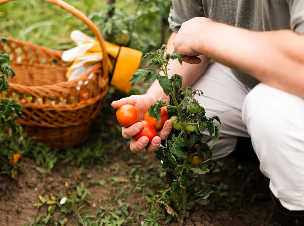 homem plantando tomates em uma horta vertical
