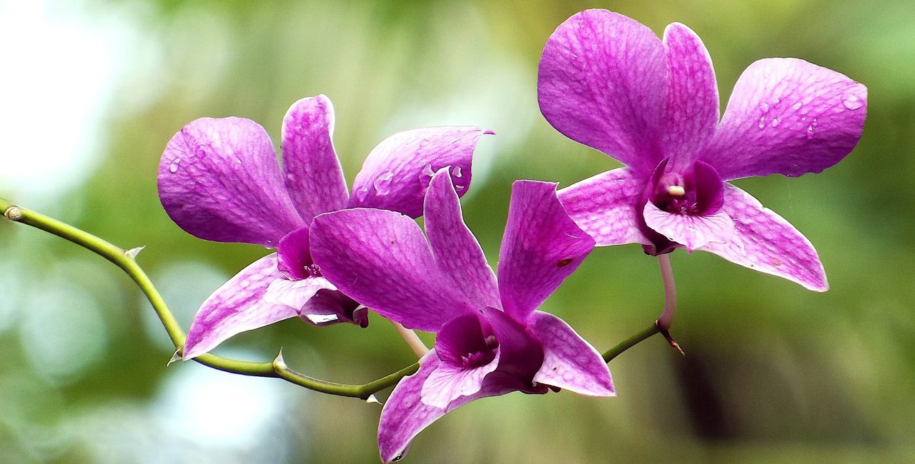 orquídeas lilás para simbolizar uma floreira vertical para orquídeas