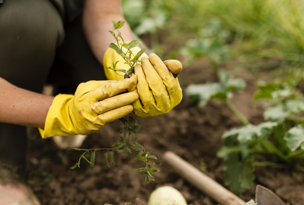 mão de uma pessoa com luva amarela plantando uma muda em horta