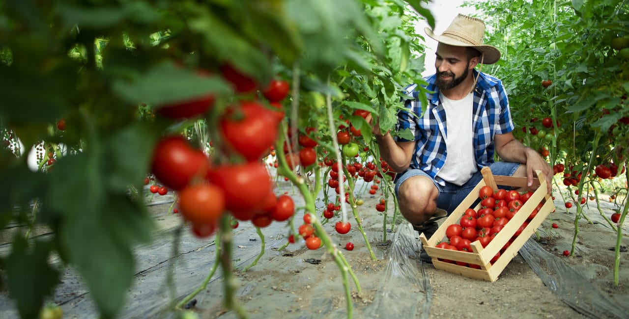 homem colhendo tomates na horta ilustrando o que é agroecologia