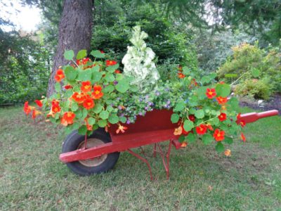 carrinho de mão com flores é opção de reciclagem para jardim