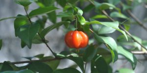 pitangueira como exemplo de arvores frutiferas pequenas