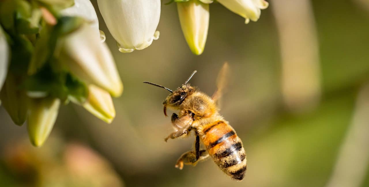Imagem de uma abelha indo em direção as flores para simbolizar o que é a polinização
