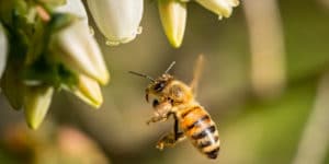 Imagem de uma abelha indo em direção as flores para simbolizar o que é a polinização