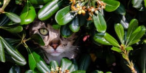 gato escondido atrás de plantas seguras para gatos