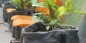 Imagem de vasos de plantas em sacos sustentáveis para simbolizar green building