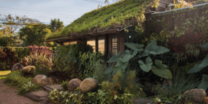 Imagem de uma casa com muitas plantas para simbolizar iniciativa sustentavel