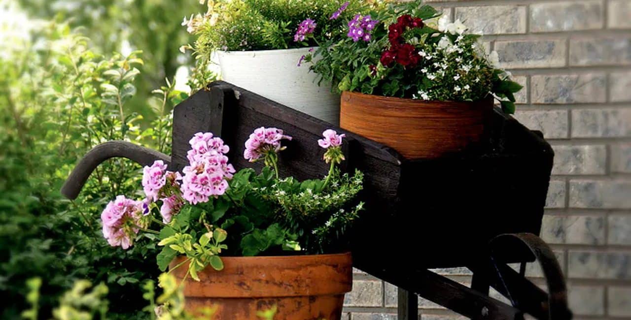 Imagem de vasos com diversas flores para simbolizar plantas perenes e anuais
