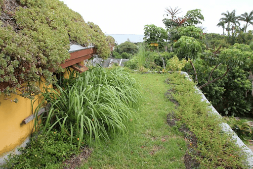 Imagem de um canteiro cheio de gramas e plantas para simbolizar cradle to cradle