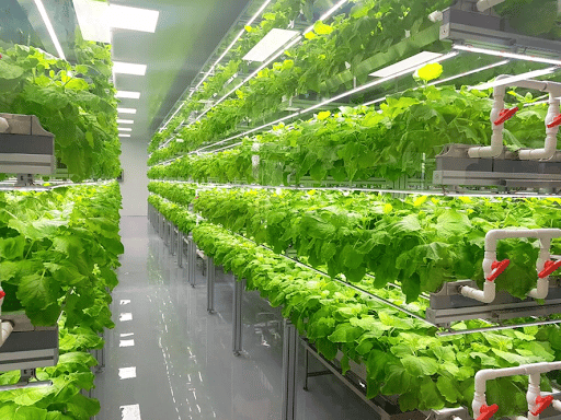 Imagem do interior de uma estufa de plantas para simbolizar fazenda vertical