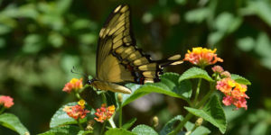Imagem de uma borboleta em umas plantas e flores para simbolizar a manutenção de jardim