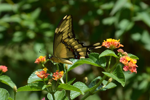Imagem de uma borboleta em umas plantas e flores para simbolizar a manutenção de jardim