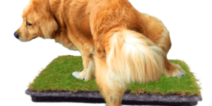 Imagem de um cachorro subindo no micmoita da Ecotelhado