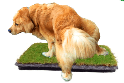 Imagem de um cachorro subindo no micmoita da Ecotelhado