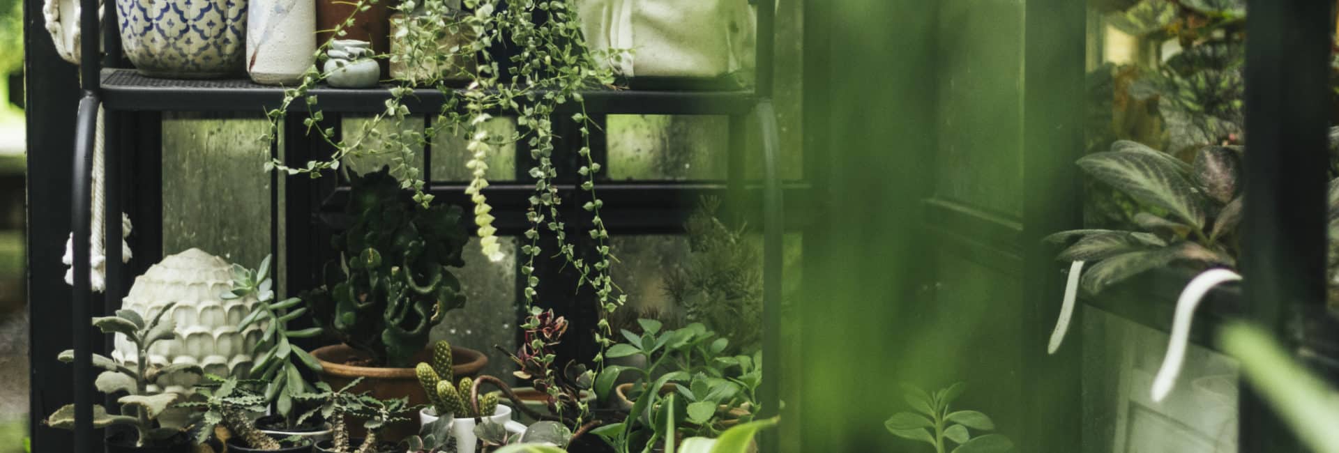 plantas em um jardim de inverno