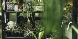 plantas em um jardim de inverno