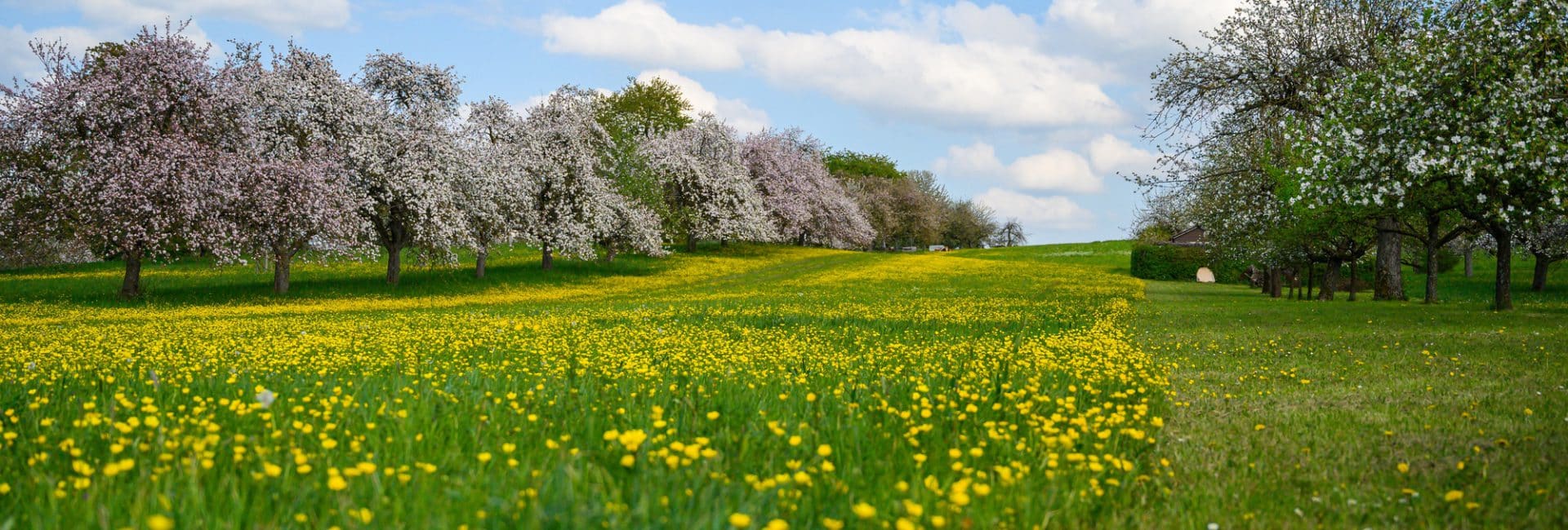 Campo florido com milhares de pequenas flores amarelas ao lado de árvores em flor, sob céu azul com nuvens brancas — um exemplo natural de prado biodiverso e sazonal.