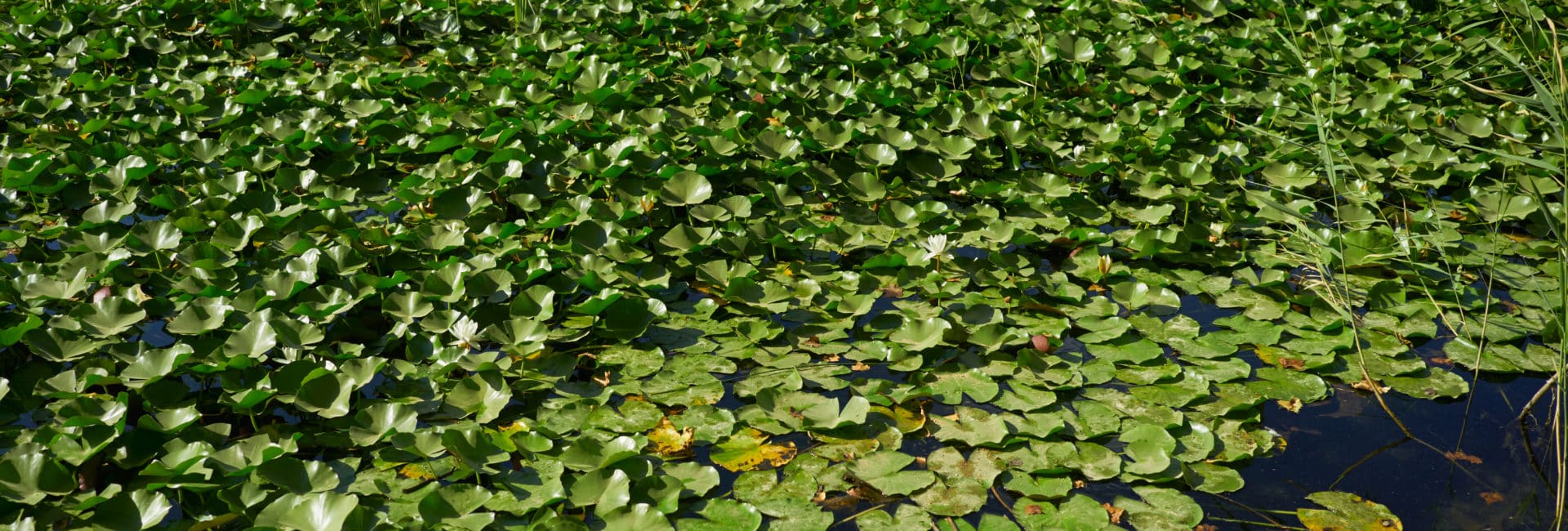 Lago coberto por muitas folhas verdes de nenúfares, algumas flores brancas de lótus emergindo entre elas, e vegetação alta crescendo ao fundo, como ilhas flutuantes