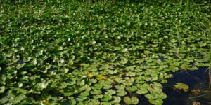 Lago coberto por muitas folhas verdes de nenúfares, algumas flores brancas de lótus emergindo entre elas, e vegetação alta crescendo ao fundo, como ilhas flutuantes
