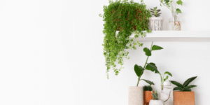 Planta verde decorativa posicionada ao lado de uma janela com luz natural, criando um ambiente tranquilo e acolhedor