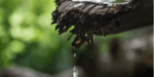 Gota de água prestes a cair da extremidade úmida de um galho de madeira desgastado, com fundo desfocado de vegetação verde ao ar livre.