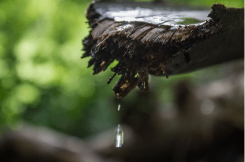 Gota de água prestes a cair da extremidade úmida de um galho de madeira desgastado, com fundo desfocado de vegetação verde ao ar livre.