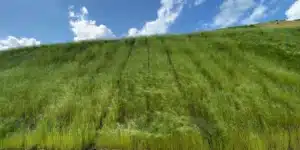 "Vista em ângulo baixo de um muro vegetado de grande escala contendo um talude íngreme ao lado de uma via pavimentada. A estrutura é totalmente coberta por gramíneas verdes densas e uniformes, organizadas em linhas verticais que evidenciam o sistema de ancoragem. O topo da encosta encontra o céu azul com nuvens brancas, ilustrando a integração paisagística e a eficácia da engenharia ecoeficiente em cortes de terreno."