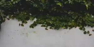 Parede externa branca parcialmente coberta por vegetação trepadeira densa, formando uma parede viva com folhas verdes que se espalham horizontalmente sobre a fachada.