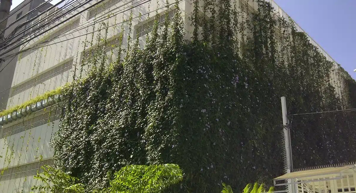 Fachada lateral de um edifício corporativo de concreto claro, parcialmente coberta por um brise vegetal do tipo trepadeira. A vegetação densa e verde-escura, salpicada por pequenas flores arroxeadas, escala a estrutura por meio de cabos verticais, sombreando as aberturas da fachada para reduzir o ganho térmico e otimizar o OPEX com ar-condicionado.
