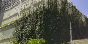 Fachada lateral de um edifício corporativo de concreto claro, parcialmente coberta por um brise vegetal do tipo trepadeira. A vegetação densa e verde-escura, salpicada por pequenas flores arroxeadas, escala a estrutura por meio de cabos verticais, sombreando as aberturas da fachada para reduzir o ganho térmico e otimizar o OPEX com ar-condicionado.