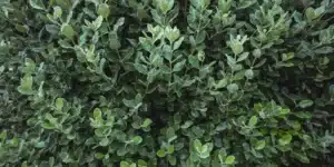Foto em plano fechado das plantas para cuidado em casa, Vasoflex da Ecotelhado.